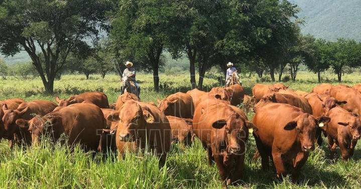 Productores de Tamaulipas se integran a estrategia nacional para elevar precios del ganado