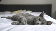 Comportamiento felino: por qué los gatos orinan sobre la cama y cómo prevenirlo