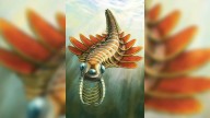 Real-life kaiju: What B.C.’s Burgess Shale reveals about bizarre Cambrian creatures