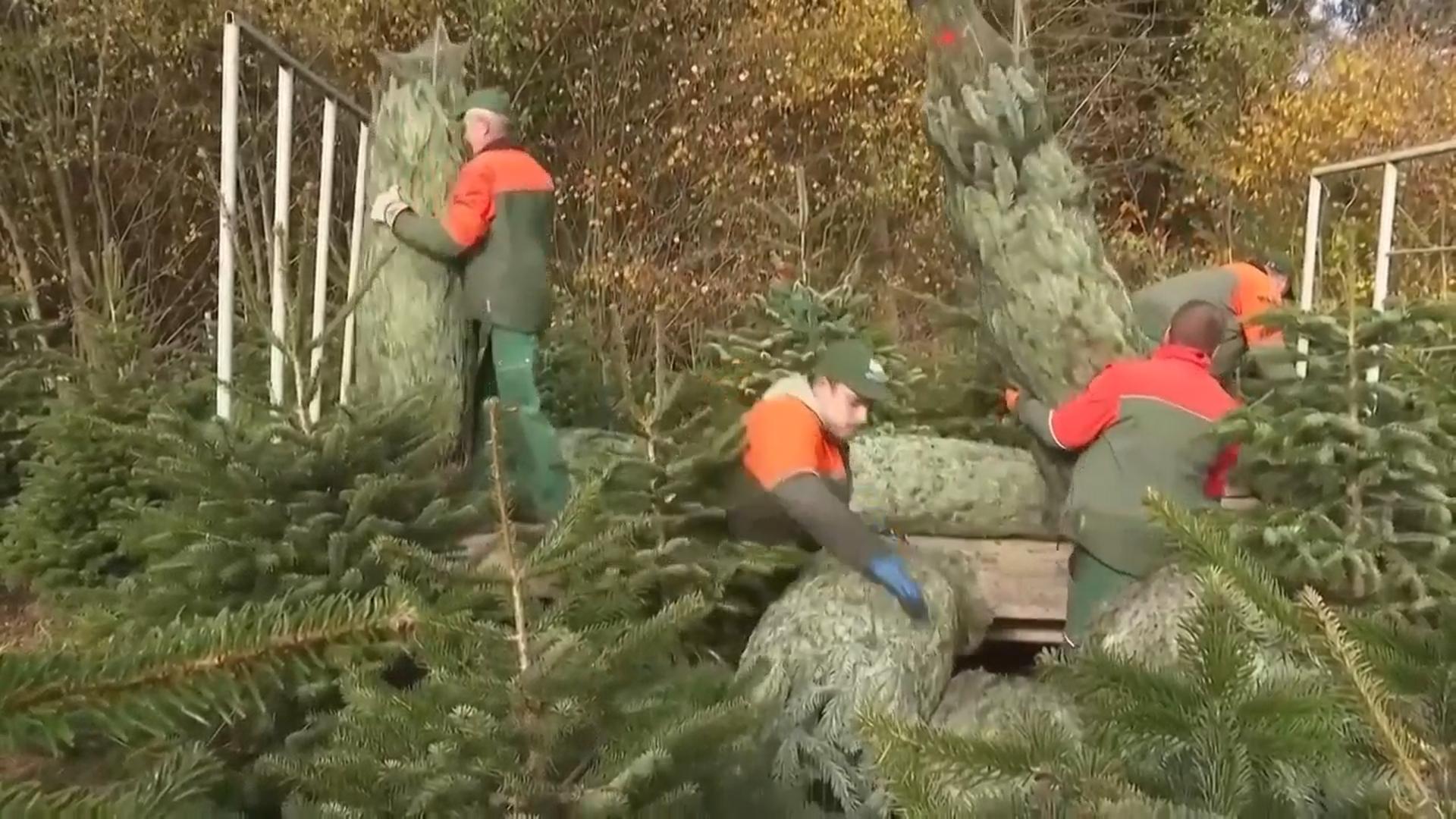 Christmas harvest begins in Germany, where some say decorating trees began