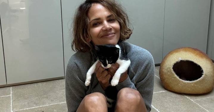 Halle Berry Wows Fans As She Holds Cats in Mini