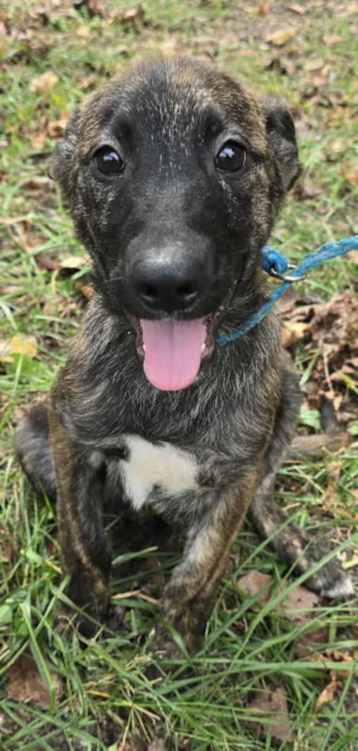 Searching for a new pet? Look no further. Nov 8