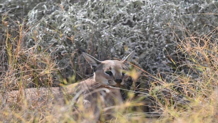 Largest population of Asiatic caracals in recent years rediscovered in Rajasthan