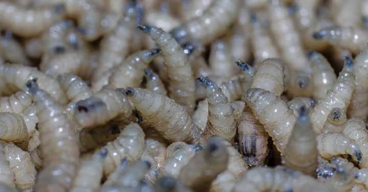 Jalisco mantiene hatos ganaderos libres de gusano barrenador; caso detectado era de Campeche: ASICA