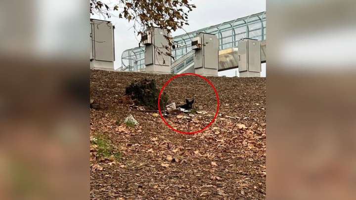 Driver Notices Something Hidden Near California Highway And It Sparks A Dangerous Rescue