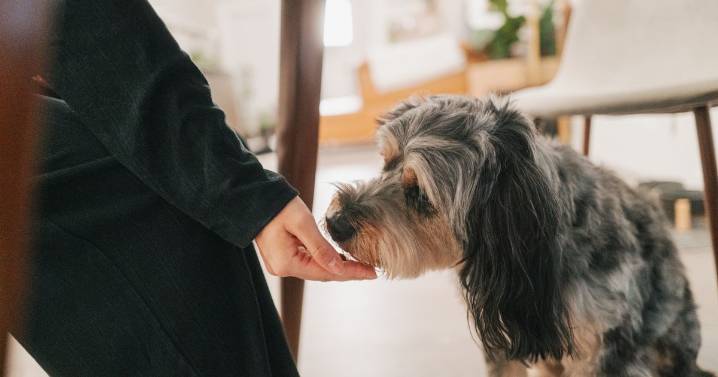 Your dog will stop begging for food at the table with trainer's five