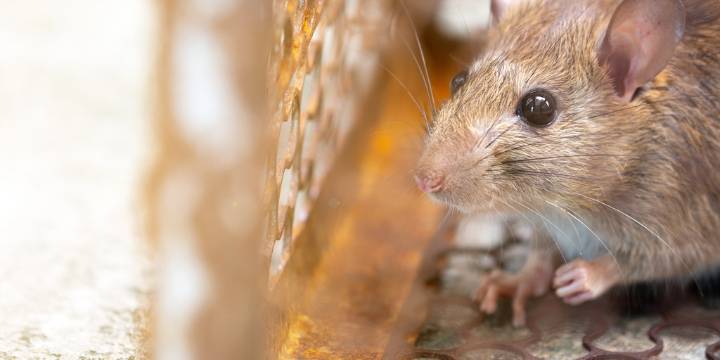 Confirmaron la muerte de un obrero por leptospirosis en Ensenada, tras la alerta por el aumento de casos