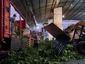 Milei le quitó al organismo que regulaba al sector yerbatero toda capacidad de intervenir en el mercado y fijar precios