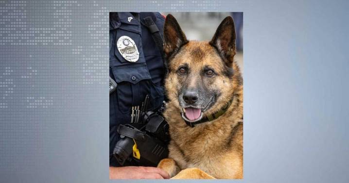 UW-Madison police announce K9 Ritter's retirement