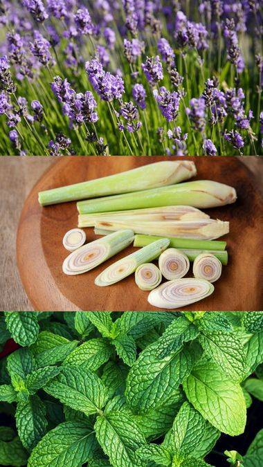 Nature’s Shield: 5 Indoor Plants That Repel Mosquitoes Naturally