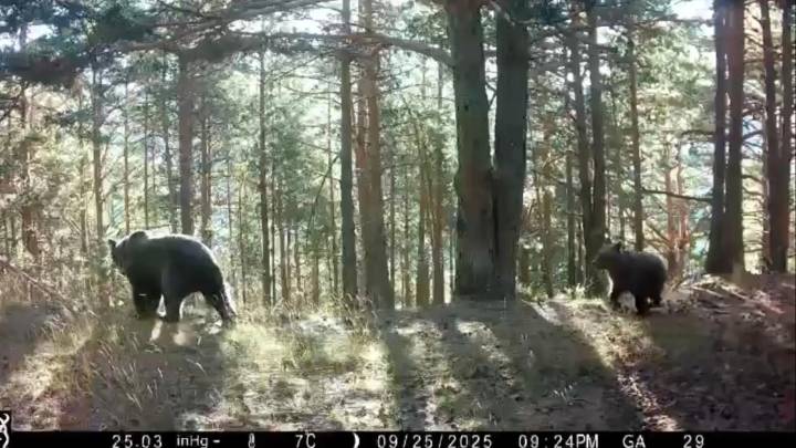 El oso mata tres ovejas de un rebaño en los montes de Hecho