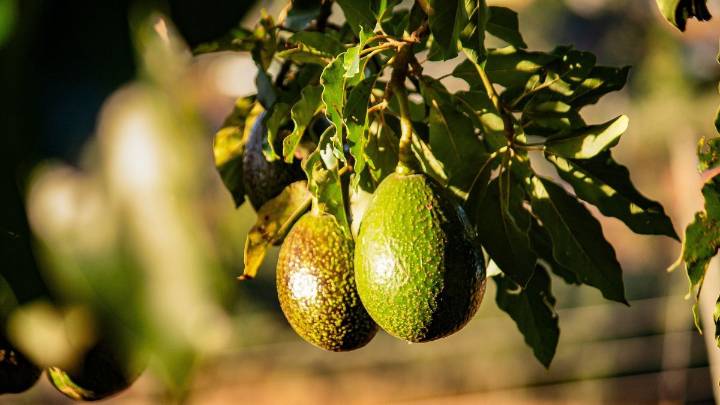 Pocos lo saben: qué significa que un árbol de palta tenga las hojas secas y se le caigan los aguacates
