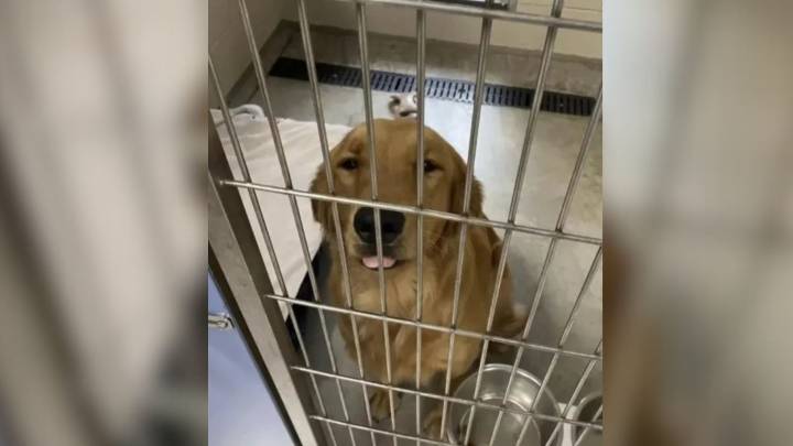 Stray Golden Retriever Rescued In Arizona Surprises Everyone With Her New Life