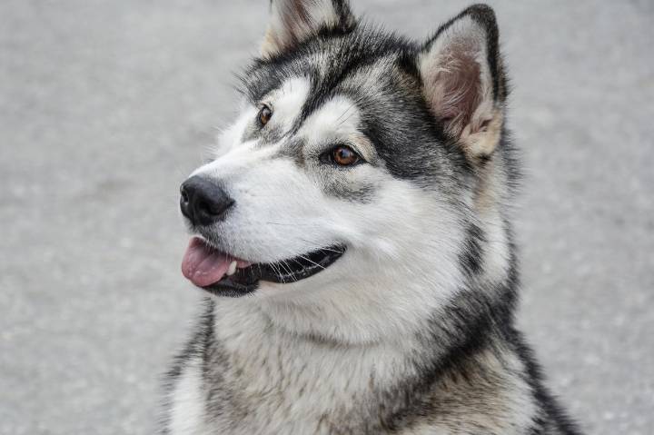 9 Best Dry Dog Foods for Alaskan Malamutes
