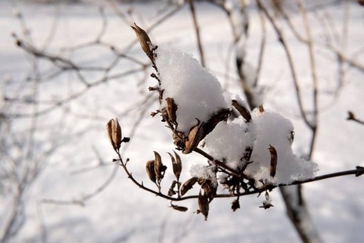 3 to 6 inches of snow forecast for western Maryland as NWS warns of dangerous winds, freezing temperatures