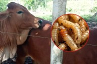 Alertan por aumento de casos de gusano barrenador en Lázaro Cárdenas y falta de registros
