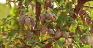 Almonds propel Fresno County to top ag county in nation 