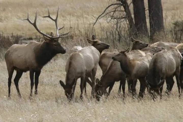 Sask. hunters encouraged to submit animal heads for CWD and TB testing