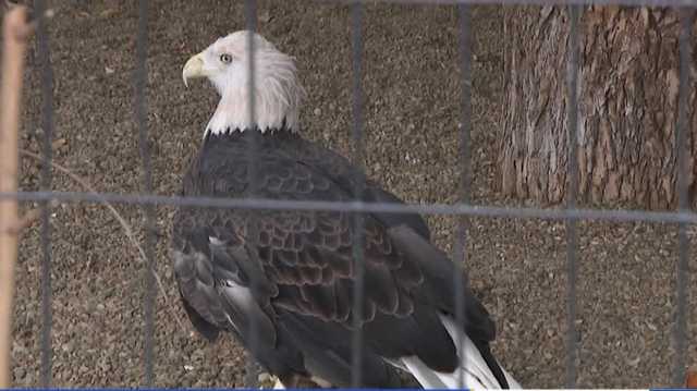 New exhibit coming to Blank Park Zoo