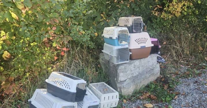 Volunteers search for missing cats dumped on Dofasco trail