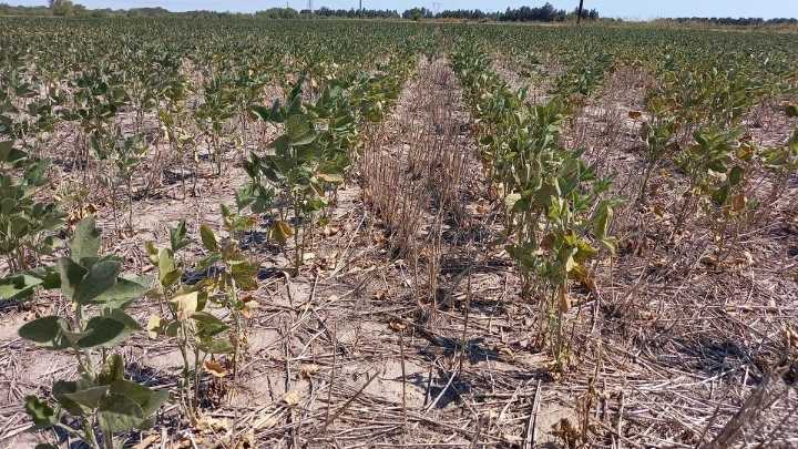 El Gobierno declaró la emergencia agropecuaria en Buenos Aires, Entre Ríos y Río Negro