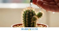 Un experto en jardinería explicó lo que tiene que pasar para que el cactus dé flores