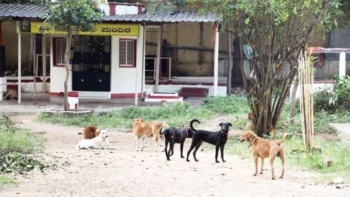 MCC tells institutions to report and relocate stray dogs