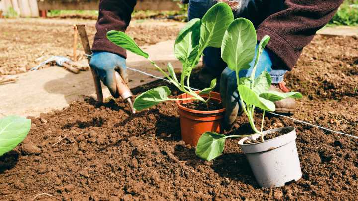 12 Vegetables You Can Plant In November For Crops Through Winter