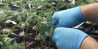 Federal funding bill threatens Oregon hemp industry with Schedule I reclassification