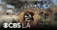 LA County family of boy killed by fallen tree branch files legal claim