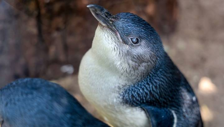 Lazzie, The World's Oldest "Fairy Penguin", Turns A Whopping 25