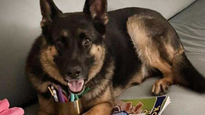 Owner charged after Arnie the german shepherd found dead in ute in Brisbane