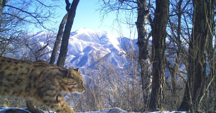 Where did house cats come from? Ancient DNA shakes up their origin story