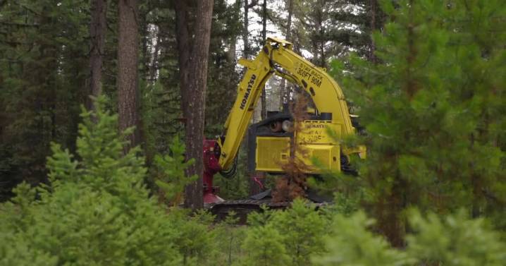 Montana Capitol's Christmas tree cut down in Seeley Lake