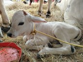 Conozcan a «Monagas» la becerra que nació en la Expo Agroindustrial 2025