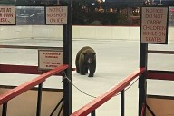 Black Bear Sneaks Onto Ice Moments After Skating Rink Is Set Up