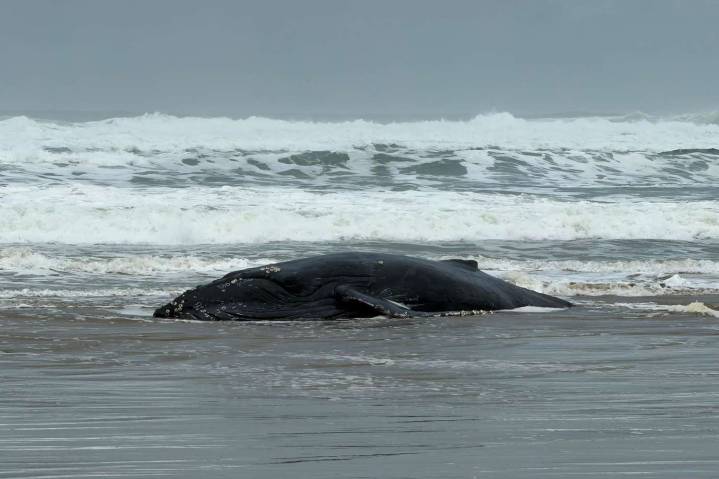 Outrage as Young Whale Dies After Being Beached by Fishing Line in Viral Video