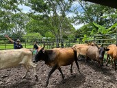 Buscan recuperación del ganado criollo con biotecnología en la Granja El Bubuy