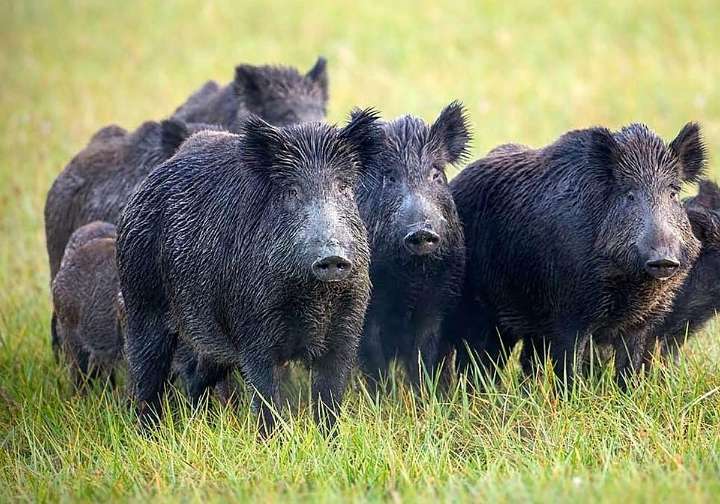 Confirmados los dos primeros casos de peste porcina africana en España desde 1994