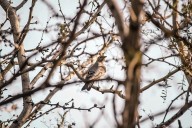 El clarín norteño canta por primera vez en Juárez