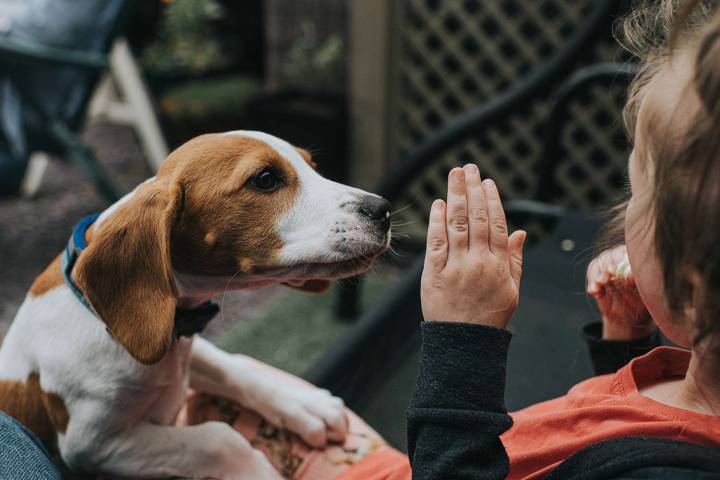 Mom Says She Must Put Down Dog After He Bit Her 3