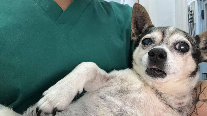 Patuco, el perro que sacudió a toda Canarias, ya descansa en paz