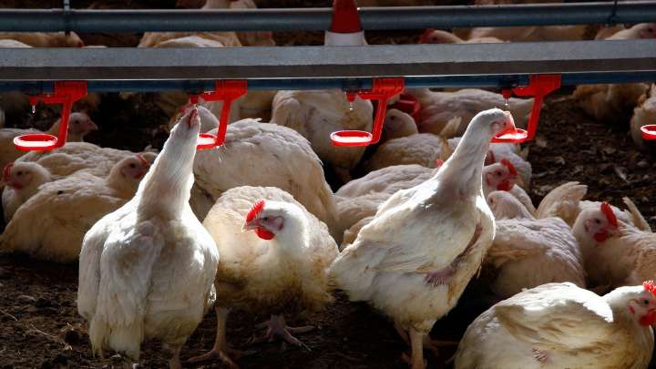 ¿Qué riesgo hay de que la gripe aviar H5N1 se transmita a humanos por alimentos contaminados?