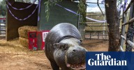 World’s oldest known pygmy hippo turns 52 at San Diego zoo