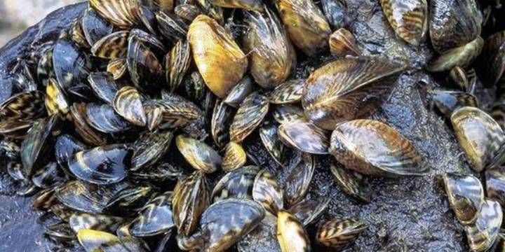 SUNY implements new approach to evict invasive species from Lake Champlain