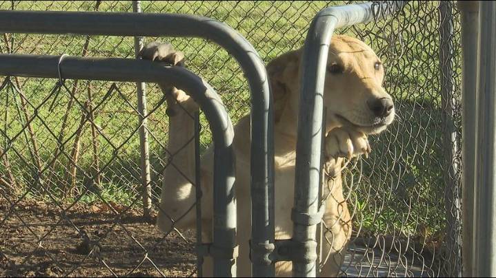Nonprofit animal shelter in St. Helena Parish faces closure without community support