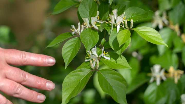 Scouting for invasive species this fall