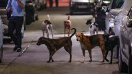 ‘Move stray dogs from schools, hospitals to shelters’: SC cracks down on canine menace