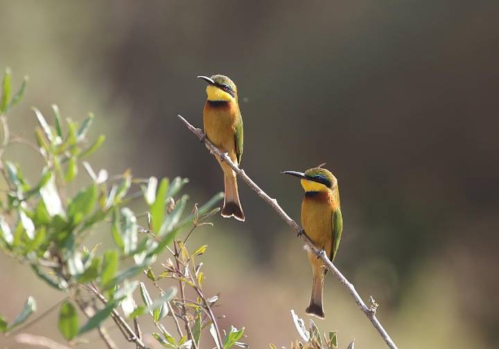 «Abeja que sale, abeja que se come»