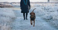 Dog owners told do one important job after every walk this winter